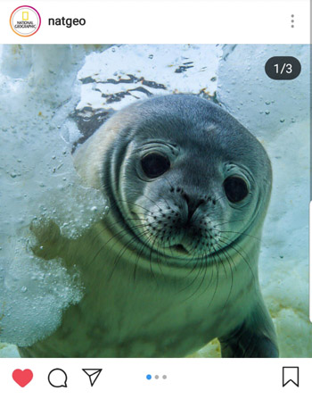 National Geographic Instagram Post of Seal